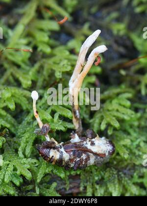 Cordyceps farinosa, auch Isaria farinosa genannt, ein entomopathogener Pilz aus Finnland, der auf einem Mottenkokons parasitär wächst Stockfoto