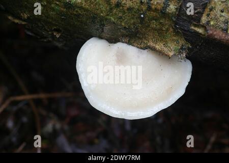 Tyromyces chioneus, bekannt als Weißkäse-Polypore, Bracket-Pilz aus Finnland Stockfoto