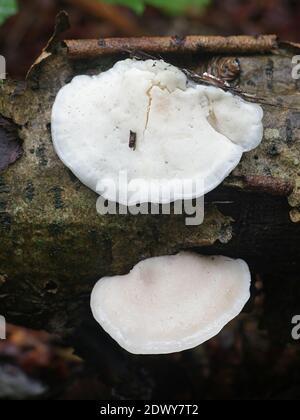 Tyromyces chioneus, bekannt als Weißkäse-Polypore, Bracket-Pilz aus Finnland Stockfoto