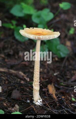 Amanita crocea, bekannt als Orange Grisette oder Safran ringless amanita, wilde Pilze aus Finnland Stockfoto