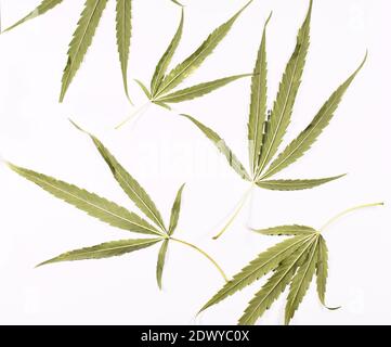 Marihuana-Blattmuster auf weißem Hintergrund mit hellem Licht Stockfoto