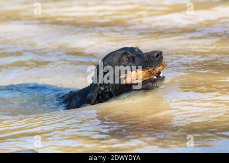 Nahaufnahme eines schwarzen Labradors, der mit einem Stock im Mund im Wasser schwimmt Stockfoto