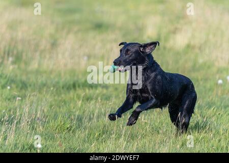 Nahaufnahme eines nassen schwarzen Labradors, der durch ein Feld läuft, während er einen Trainingsdummy trägt Stockfoto