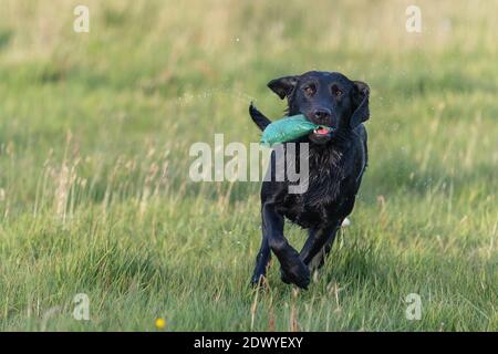 Nahaufnahme eines nassen schwarzen Labradors, der durch ein Feld läuft, während er einen Trainingsdummy trägt Stockfoto