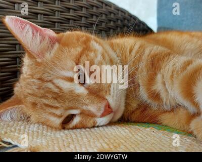 Schnauze einer Ingwer dößenden Katze Stockfoto