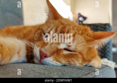Nahaufnahme einer verschlafenen Ingwerkatze Stockfoto