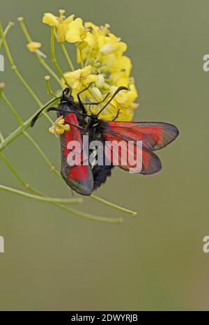 Transparentes Burnett (Zygaena puralis) Paarung auf Blume Armenien Mai Stockfoto