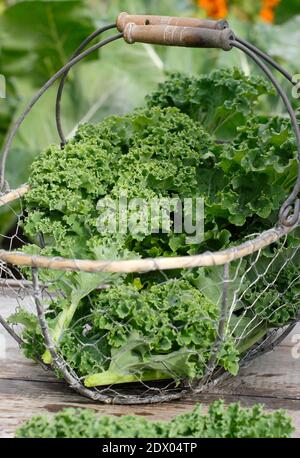 Grünkohl. Brassica oleracea „Zwerggrün gelockt“. Frisch geernteter Grünkohl, geerntet in einem Korb auf einem Gemüsegrundstück im Hinterhof. UK Stockfoto