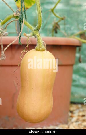 Cucurbita moschata 'Butternut'. Butternut Squash 'Hunter' Pflanze wächst unter Abdeckung in einem Garten Gemüsegarten Grundstück. NGM Stockfoto