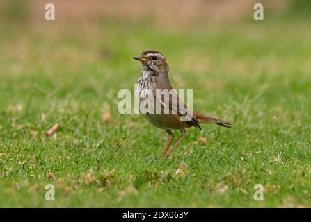 Blaukehlchen (Luscinia svecica) Weibchen auf kurzem Gras Sharm-El-Sheikh, Ägypten Februar Stockfoto