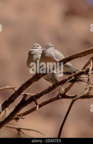 Halsbandtaube (Streptopelia decaocto) Paar auf toten Zweig Sinai, Ägypten thront Februar Stockfoto