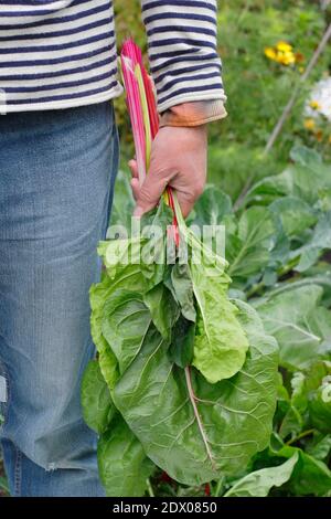 Beta vulgaris 'Bright Lights'. Hausgemachten Regenbogen Schweizer Mangold in einem Garten Gemüsegarten im Herbst geerntet. VEREINIGTES KÖNIGREICH Stockfoto