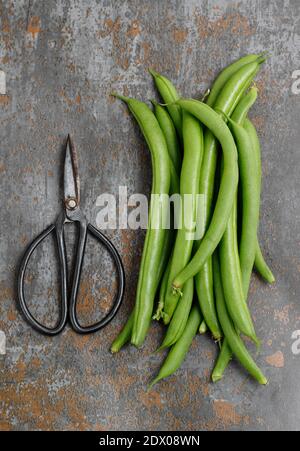 Phaseolus vulgaris 'Mamba' französische Kletterbohne. VEREINIGTES KÖNIGREICH Stockfoto