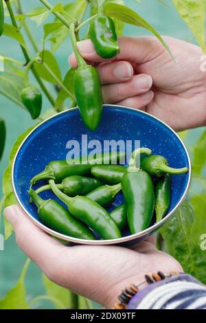 Capsicum annuum. Ernte von grünen jalapeno Chilischoten von Hand in einem Garten Polytunnel. VEREINIGTES KÖNIGREICH. Stockfoto