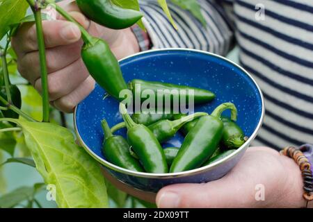 Capsicum annuum. Ernte von grünen jalapeno Chilischoten von Hand in einem Garten Polytunnel. VEREINIGTES KÖNIGREICH. Stockfoto