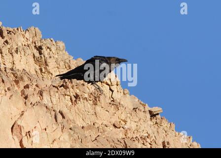 Fan-tailed Rabe (Corvus rhipidurus) Erwachsene thront auf der Klippe Sinai, Ägypten Februar Stockfoto