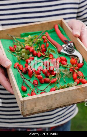 Hagebutten. Gesammelte Hagebutten in einem Holztablett für die Herstellung zu Sirup und Gelees. VEREINIGTES KÖNIGREICH Stockfoto