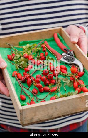 Hagebutten. Gesammelte Hagebutten in einem Holztablett für die Herstellung zu Sirup und Gelees. VEREINIGTES KÖNIGREICH Stockfoto