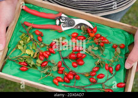 Hagebutten. Gesammelte Hagebutten in einem Holztablett für die Herstellung zu Sirup und Gelees. VEREINIGTES KÖNIGREICH Stockfoto