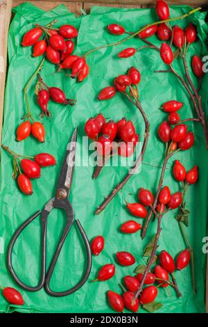 Hagebutten. Gesammelte Hagebutten in einem Holztablett für die Herstellung zu Sirup und Gelees. VEREINIGTES KÖNIGREICH Stockfoto