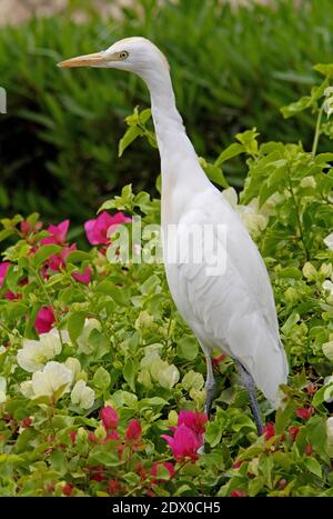 Rinderreiher (Bubulcus ibis) Erwachsener steht zwischen Blumen Sharm-El-Sheikh, Ägypten Februar Stockfoto