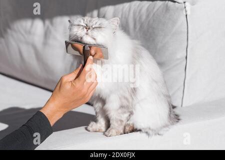 Langhaarige Katze genießen, während gebürstet und gekämmt. Schöne Katze ist gebürstet Stockfoto