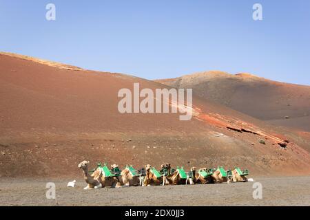 Kamelreihe, die sich in der vulkanischen Landschaft im Timanfaya Nationalpark befindet. Touristenfahrt Attraktion in der Wüste der Insel Lanzarote Stockfoto