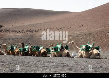 Braune Kamele ruhen auf vulkanischem Boden auf Lanzarote, Kanarische Inseln. Touristenfahrt in der Wüste an sonnigen Tagen durch den Timanfaya Nationalpark Stockfoto