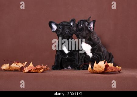 Ein französischer Bulldog-Welpen, der zärtlich mit einem anderen ist und versucht Um es im Herbst Thema zu lecken Stockfoto