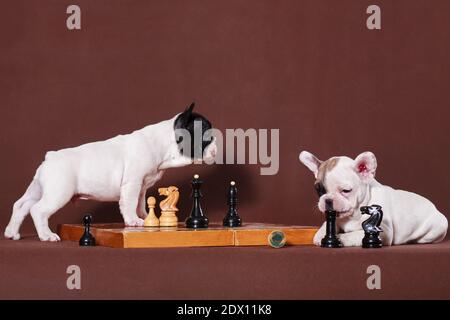 Zwei entzückende weiß gefleckte französische Bulldogge Welpen spielen Schach auf Ein brauner Hintergrund im Innenbereich Stockfoto