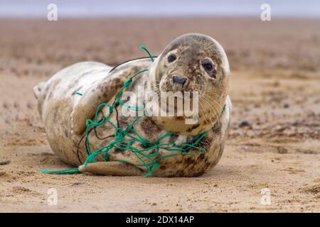 Ein Grausiegel am Horsey Beach, tragisch in einem Teil des Fangnetzes gefangen, Beweise, wenn nötig, die Umweltgefahr von Abfall und Plastik. Stockfoto