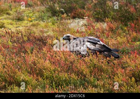 Majestätischer europäischer Raubtier Goldener Adler, Aquila chrysaetos, der sich während eines Herbstlaubes im Taiga-Wald bei Kuusamo, Nord-Finlan, auf einem Schlachtkörper ernährt Stockfoto