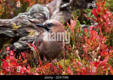 Neugieriger europäischer singvögel Eurasischer eichelhäher. Garrulus glandarius in der Mitte von schönen Herbstfarben während der Herbstfärbung in Nordfinnland. Stockfoto