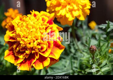 Gelbe und rote Tagetes erecta oder mexikanische Ringelblumen, genießen Sie die warme Frühlingssonne, die sich schnell in einem englischen Landgarten entwickelt. Stockfoto