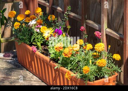 Ein Terrakotta-Trog mit Ringelblumen und Daisen gefüllt, und ein lebendiger Hauch von Farbe in den Garten. Stockfoto