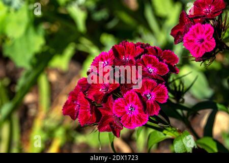 Eine rote zweifarbige Rose Dianthus (Dianthus barbatus) blüht im warmen Frühlingssonne und bringt einen lebendigen Farbtupfer in einen englischen Landgarten. Stockfoto