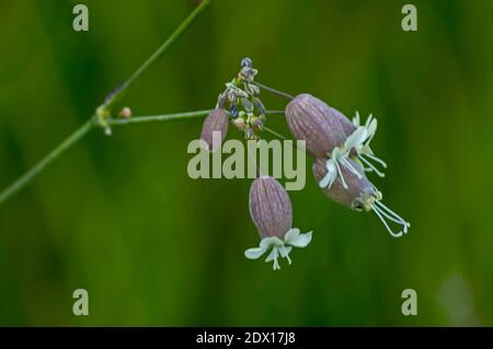 Nahaufnahme von Silene vulgaris, dem blasencampion oder Maidenzränen, die wild auf einer Wiese wachsen, Plana Berg, Bulgarien Stockfoto
