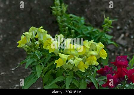 Snapdragons in gelb und rot in einem Blumengarten, Rila Mountain, Bulgarien Stockfoto