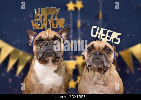 Französische Bulldoggen tragen goldene Silvester EVVE Party Feier Stirnbänder mit den Worten 'Happy New year' und 'Cheers' vorne Blau hintergrunds. wi Stockfoto