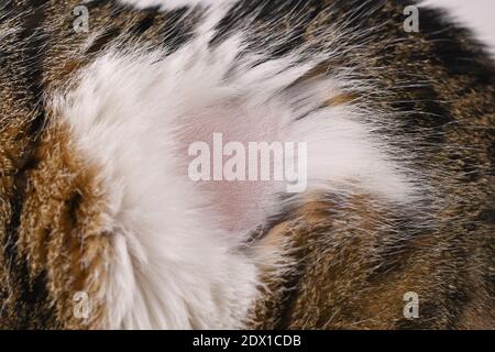 Nahaufnahme von kahlem Fleck im Fell einer Hauskatze Stockfoto