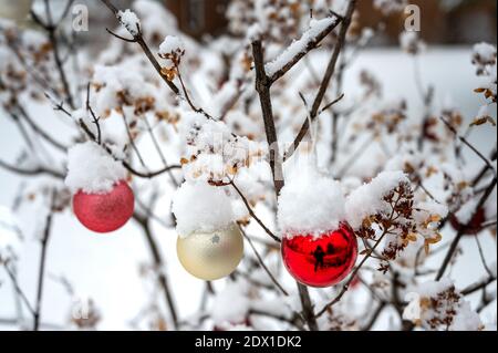 Weihnachtskugeln bedeckt mit Schnee auf Hortensia Busch. Stockfoto