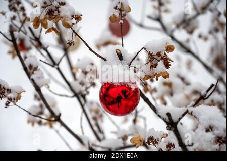 Weihnachtskugeln bedeckt mit Schnee auf Hortensia Busch. Stockfoto