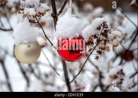 Weihnachtskugeln bedeckt mit Schnee auf Hortensia Busch. Stockfoto