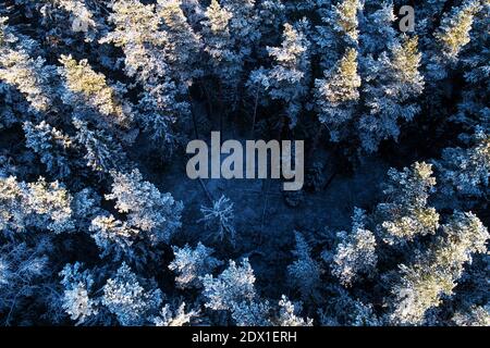 Eine Luftaufnahme des verschneiten borealen Nadelwaldes mit frostigen Kiefern und Fichten in estnischer Natur, Nordeuropa während eines kalten Abends. Stockfoto
