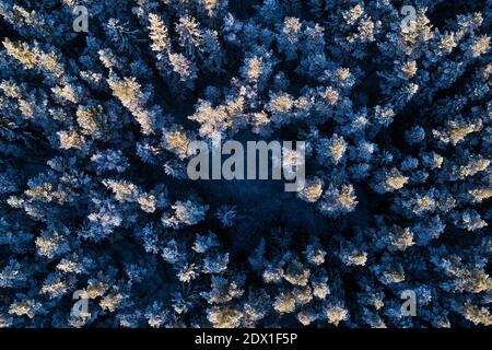 Eine Luftaufnahme des verschneiten borealen Nadelwaldes mit frostigen Kiefern und Fichten in estnischer Natur, Nordeuropa während eines kalten Abends. Stockfoto