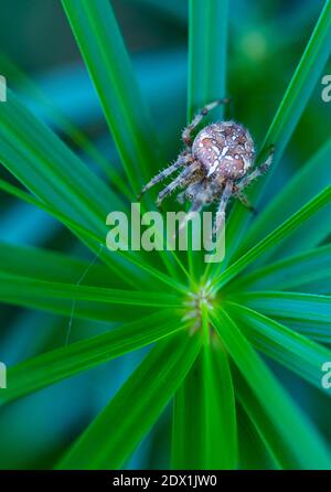 Spinne im Liendo-Tal. Kantabrien, Spanien, Europa Stockfoto