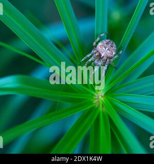 Spinne im Liendo-Tal. Kantabrien, Spanien, Europa Stockfoto