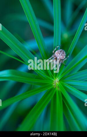 Spinne im Liendo-Tal. Kantabrien, Spanien, Europa Stockfoto