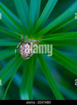 Spinne im Liendo-Tal. Kantabrien, Spanien, Europa Stockfoto