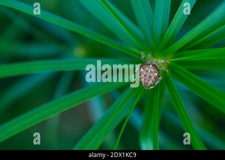 Spinne im Liendo-Tal. Kantabrien, Spanien, Europa Stockfoto